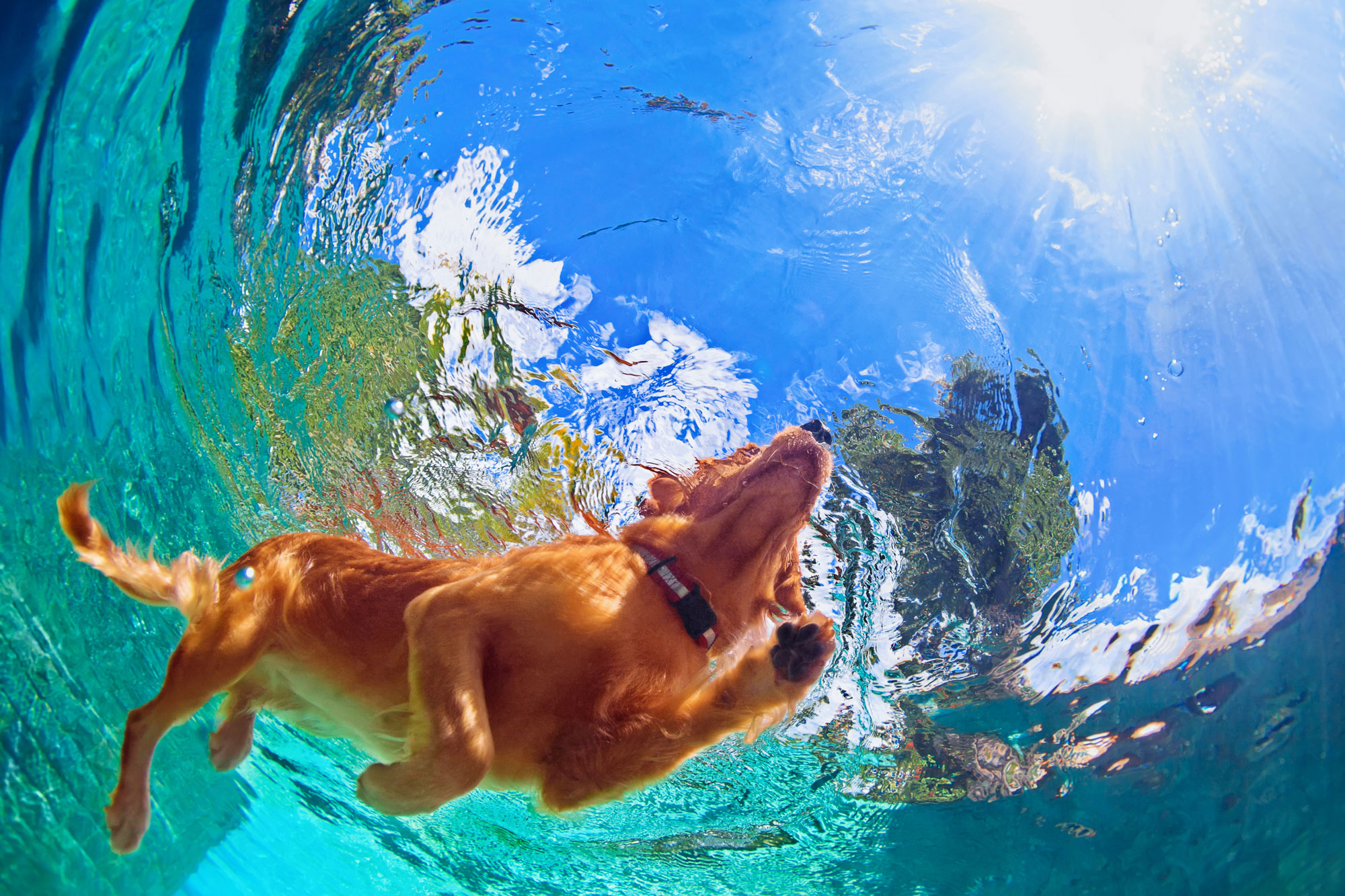 Designing a Pool for Pets: Pet-Friendly Features and Safety